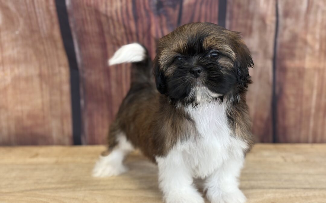 MALE SHIHTZU PUPPY
