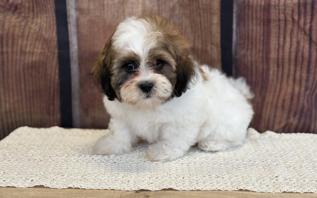 MALE SHIZAPOO PUPPY