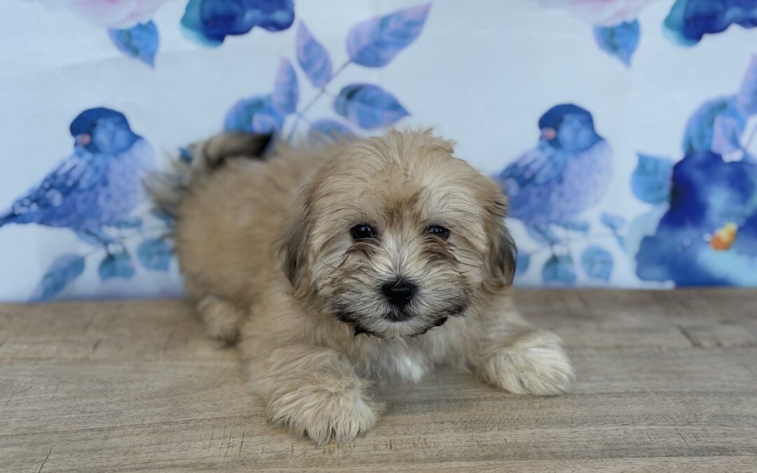 MALE TEDDYBEAR PUPPY