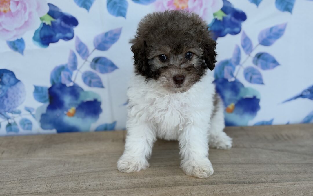 FEMALE TOY POODLE PUPPY