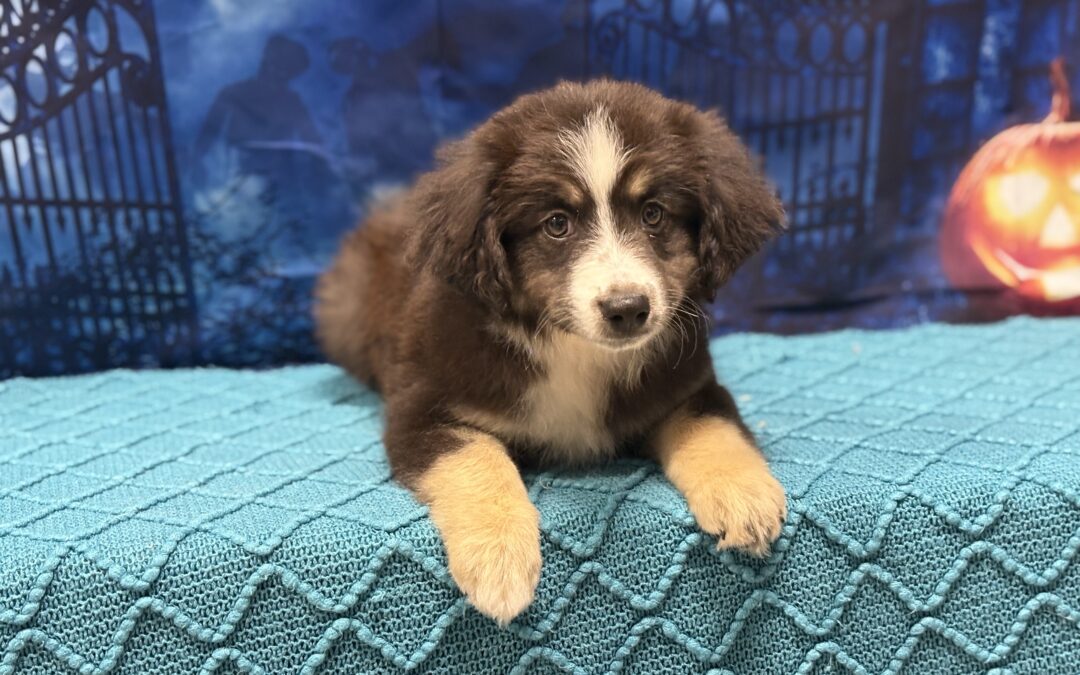 FEMALE MINIATURE AUSTRALIAN SHEPHERD PUPPY