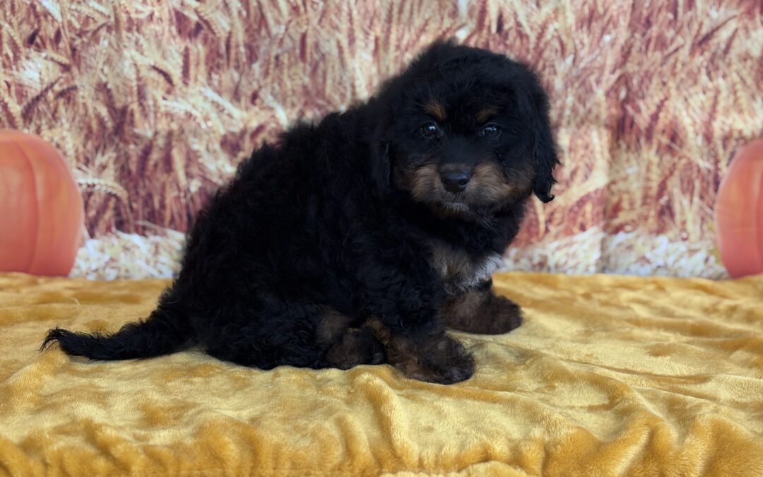 MALE MINI BERNEDOODLE PUPPY