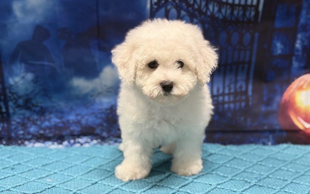 MALE BICHON FRISE PUPPY