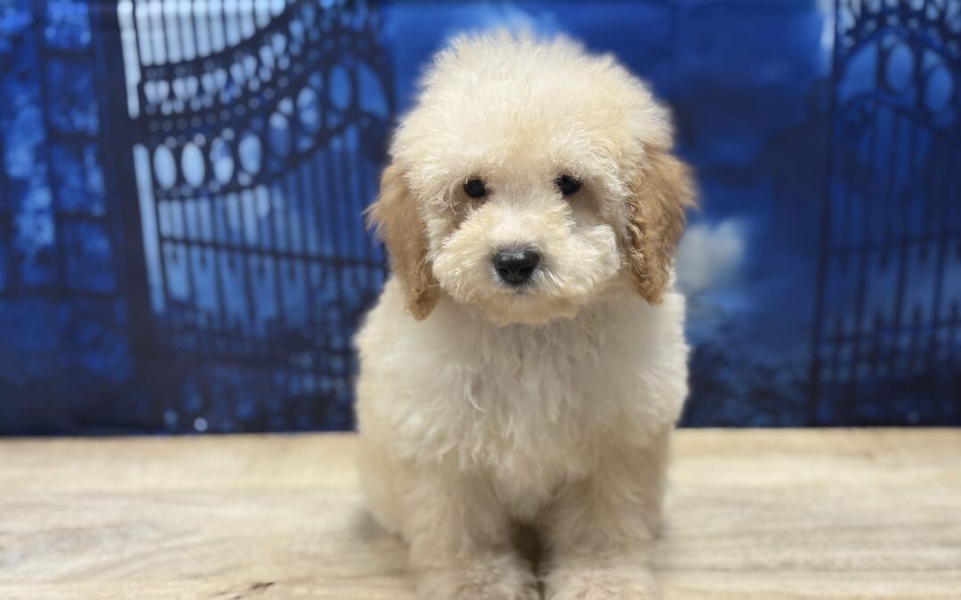 MALE CAVAPOO PUPPY