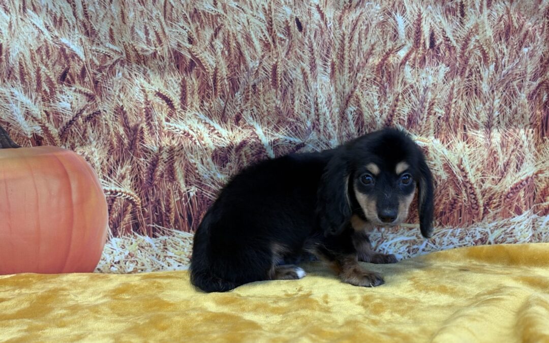MALE MINIATURE DACHSHUND PUPPY