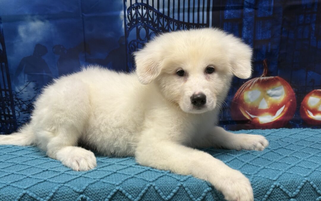 MALE GREAT PYRENEES PUPPY