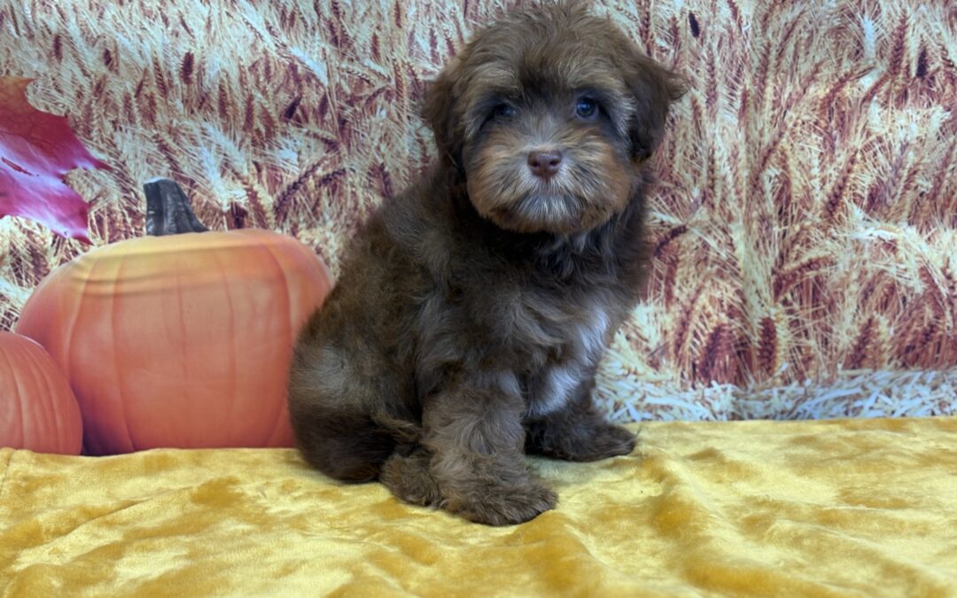 MALE HAVANESE PUPPY