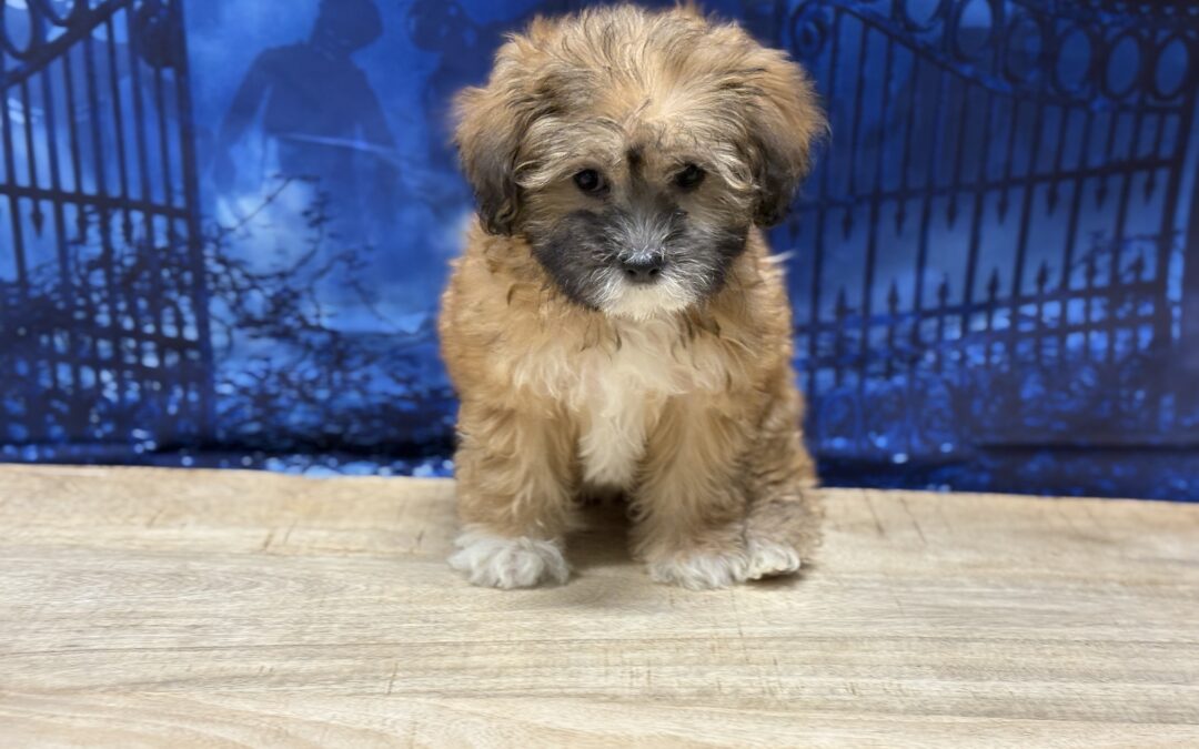 FEMALE LHASAPOO PUPPY