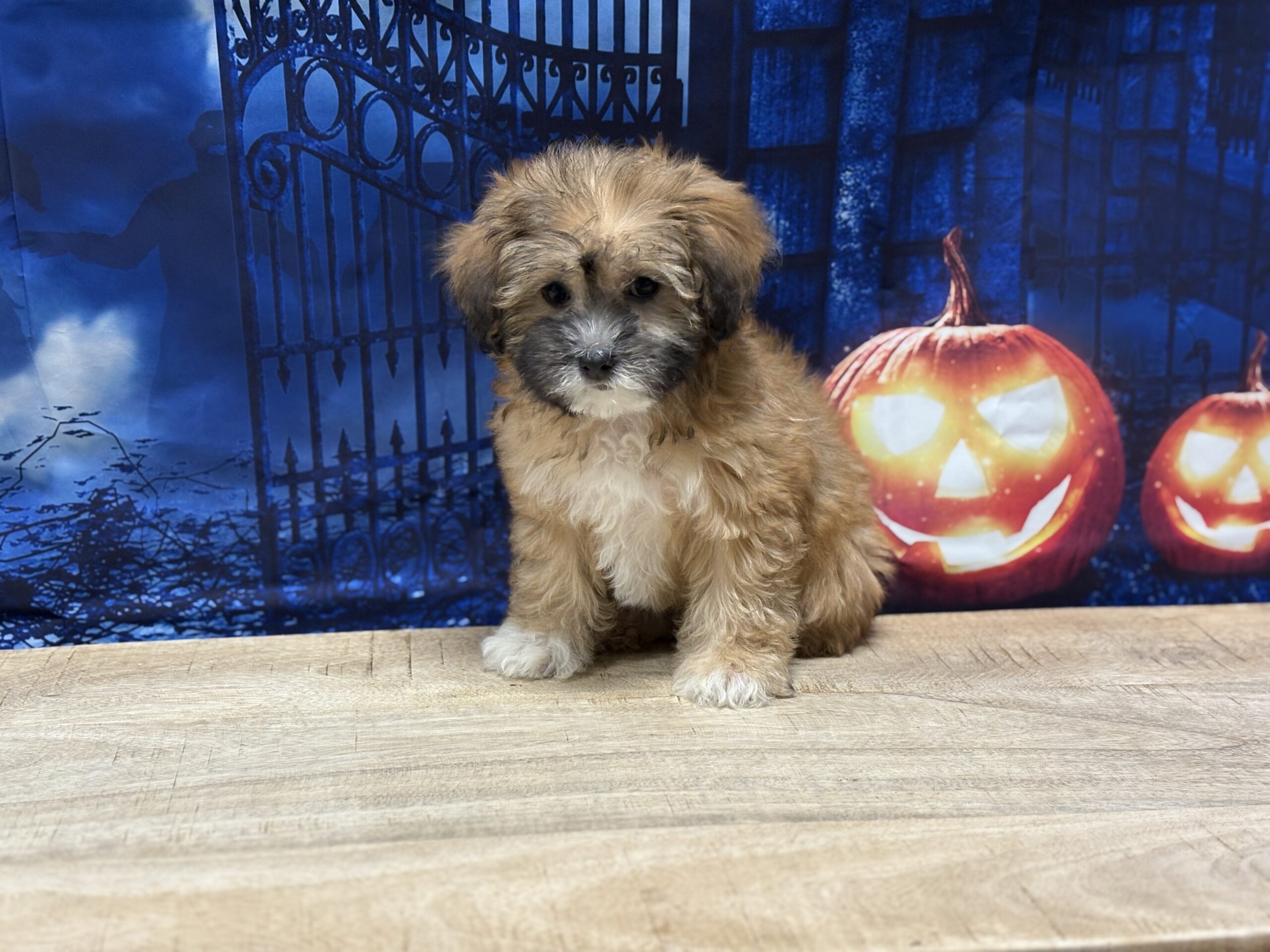 Lhasapoo Puppy for Sale - Playful Pets - Family Owned- USDA Breeder
