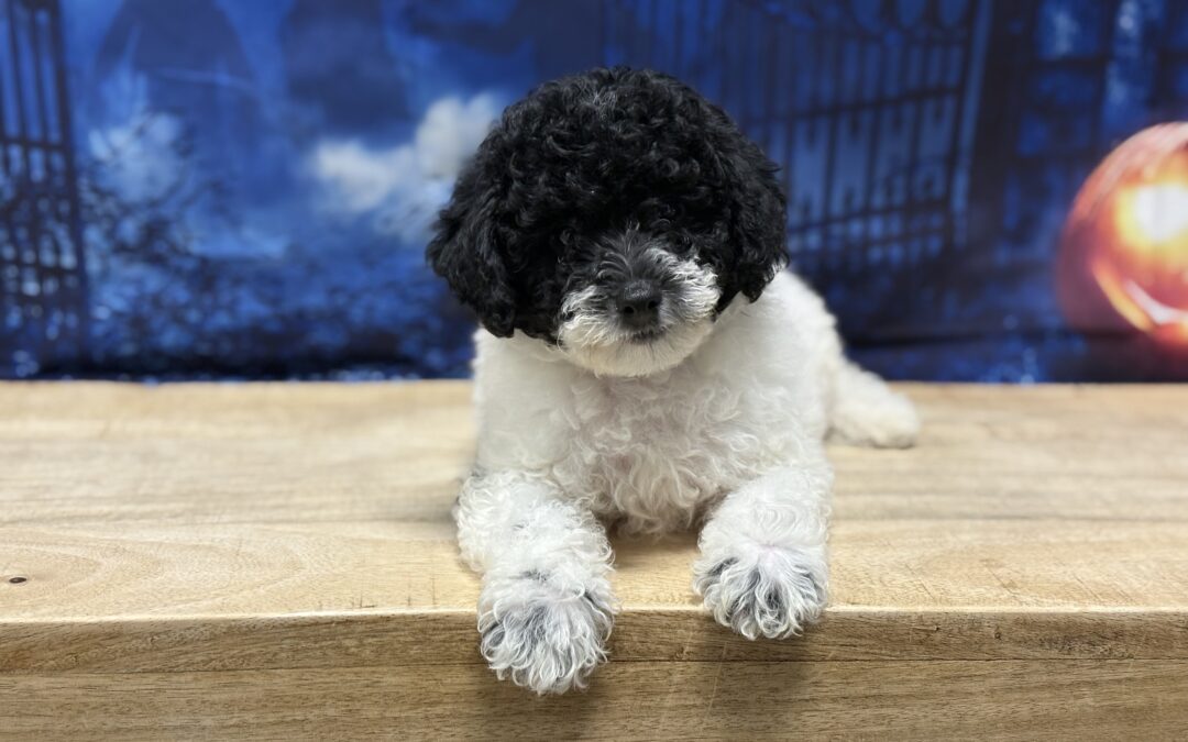 MALE MALTIPOO PUPPY