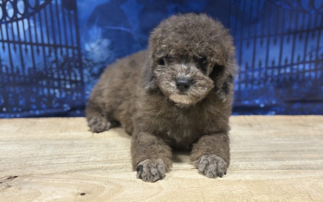 MALE MINIATURE POODLE PUPPY