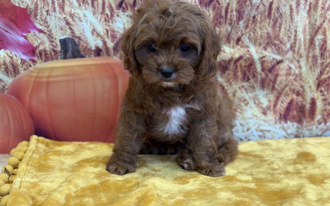 MALE CAVAPOO PUPPY