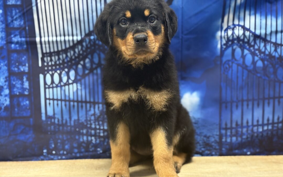 FEMALE ROTTWEILER PUPPY