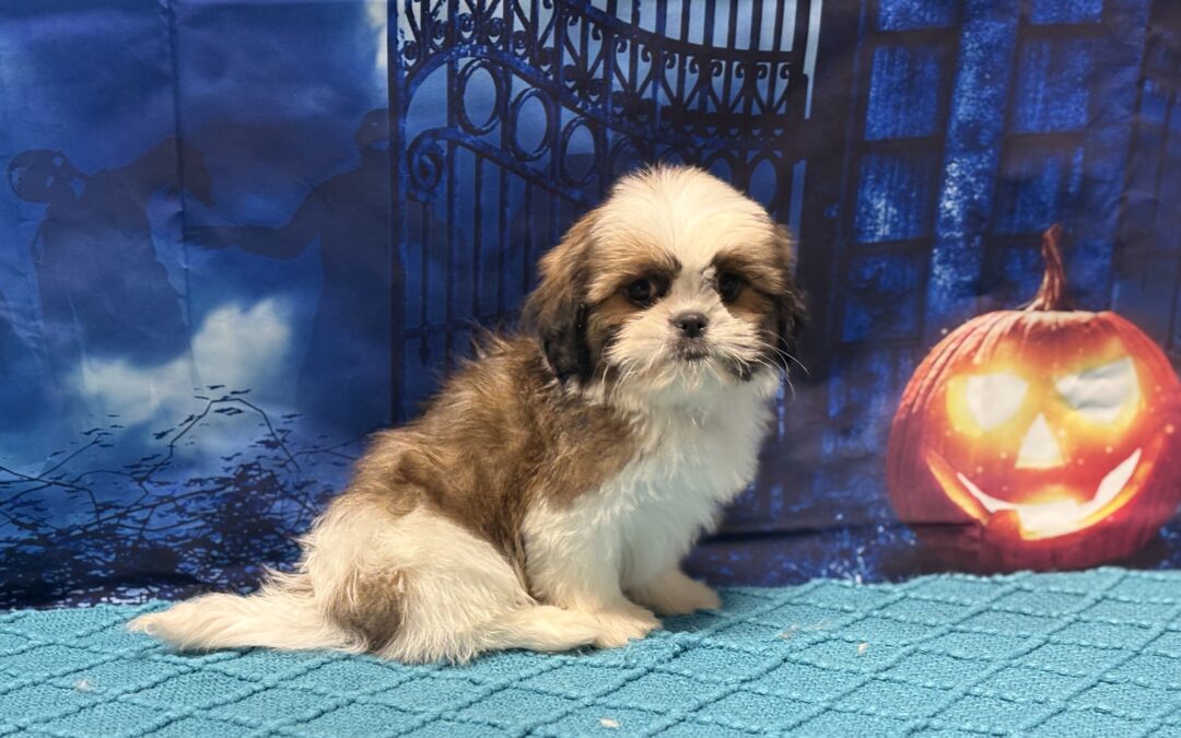 MALE SHIHTZU PUPPY