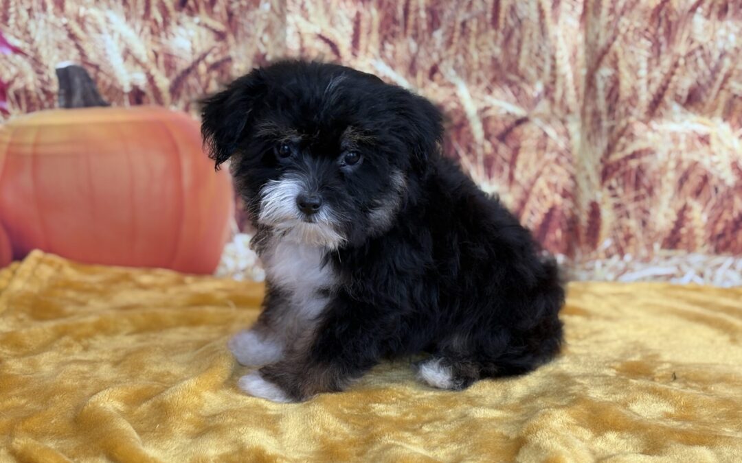 MALE TOY AUSTRALIAN SHEPHERD PUPPY