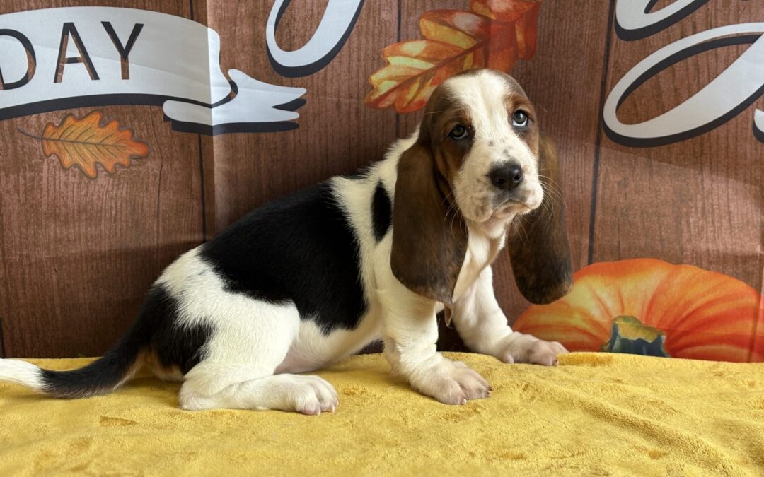 FEMALE BASSET HOUND PUPPY