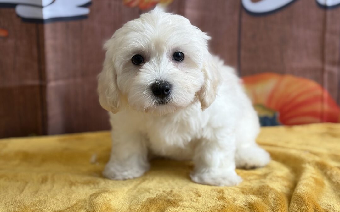 MALE HAVACHON PUPPY