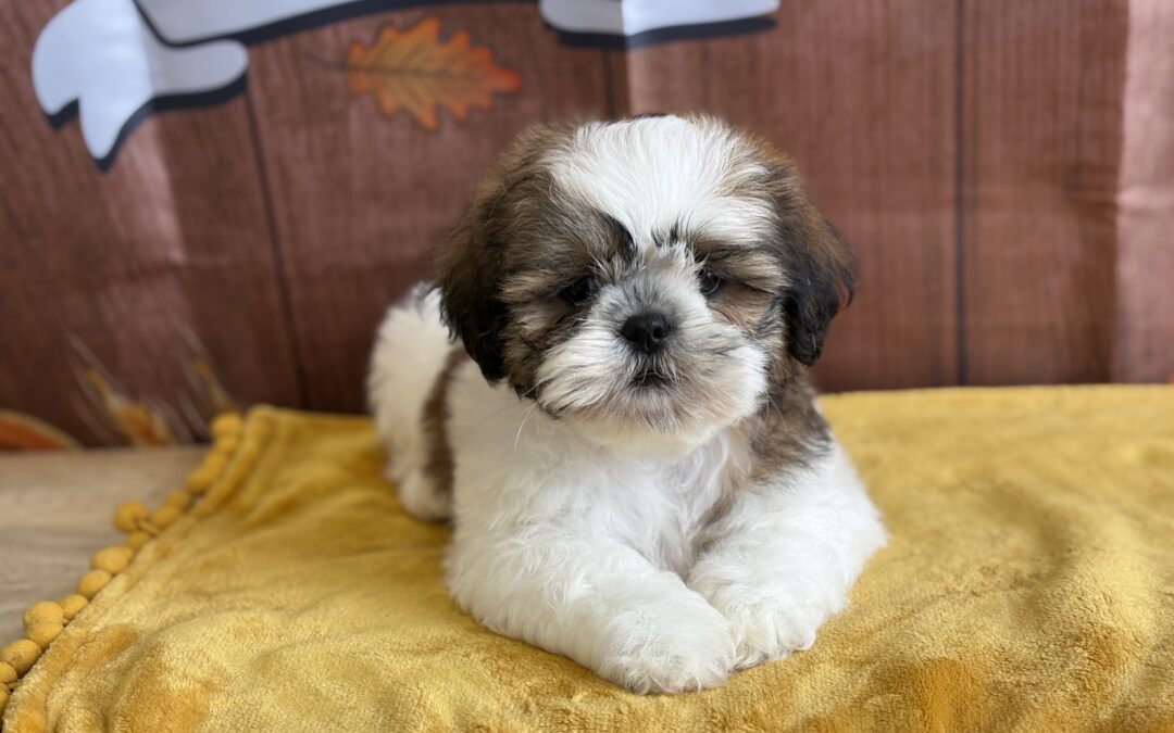 MALE LHASA APSO PUPPY