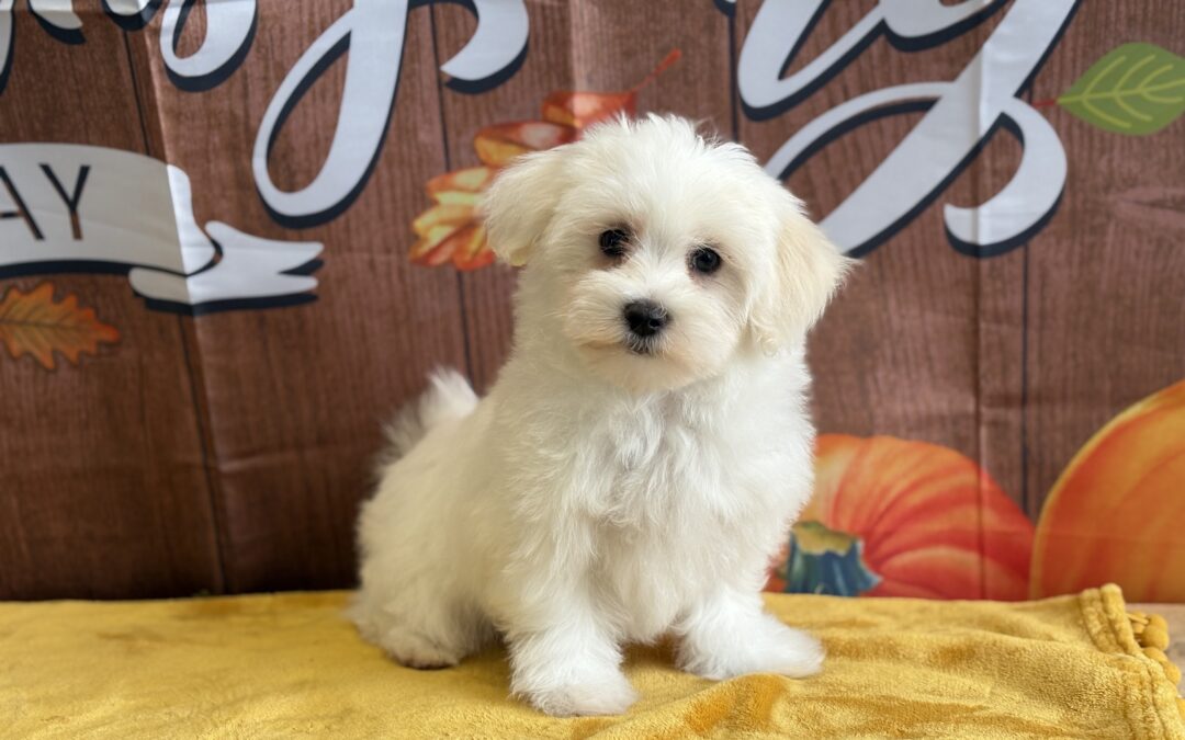 MALE MALTESE PUPPY