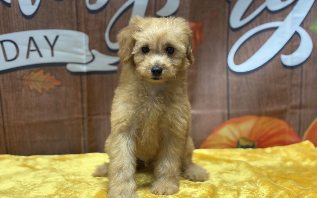 MALE MINI GOLDENDOODLE PUPPY