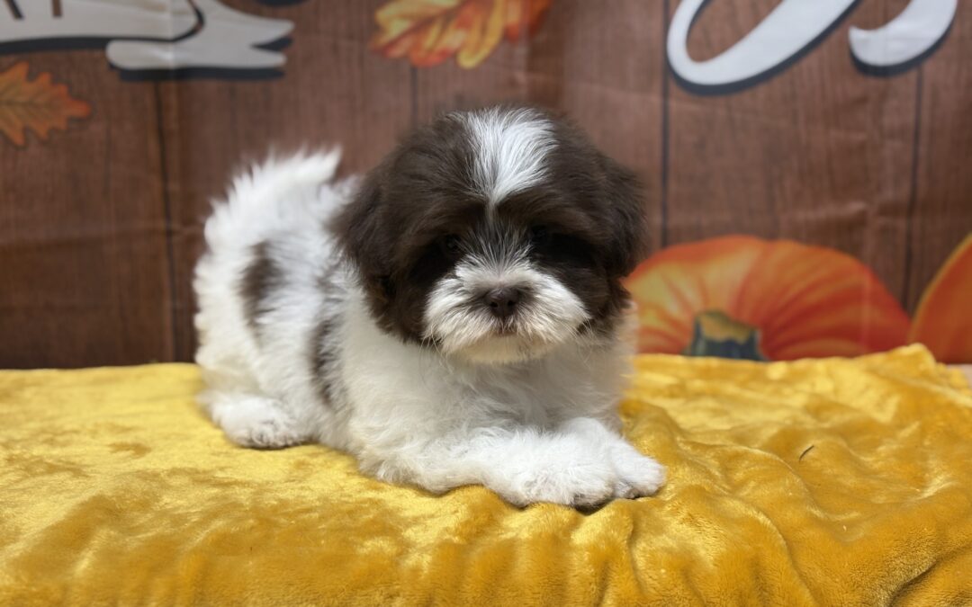 MALE TEDDYBEAR PUPPY