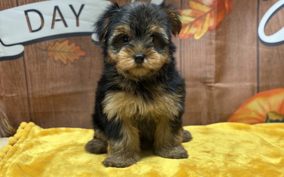 FEMALE YORKSHIRE TERRIER PUPPY