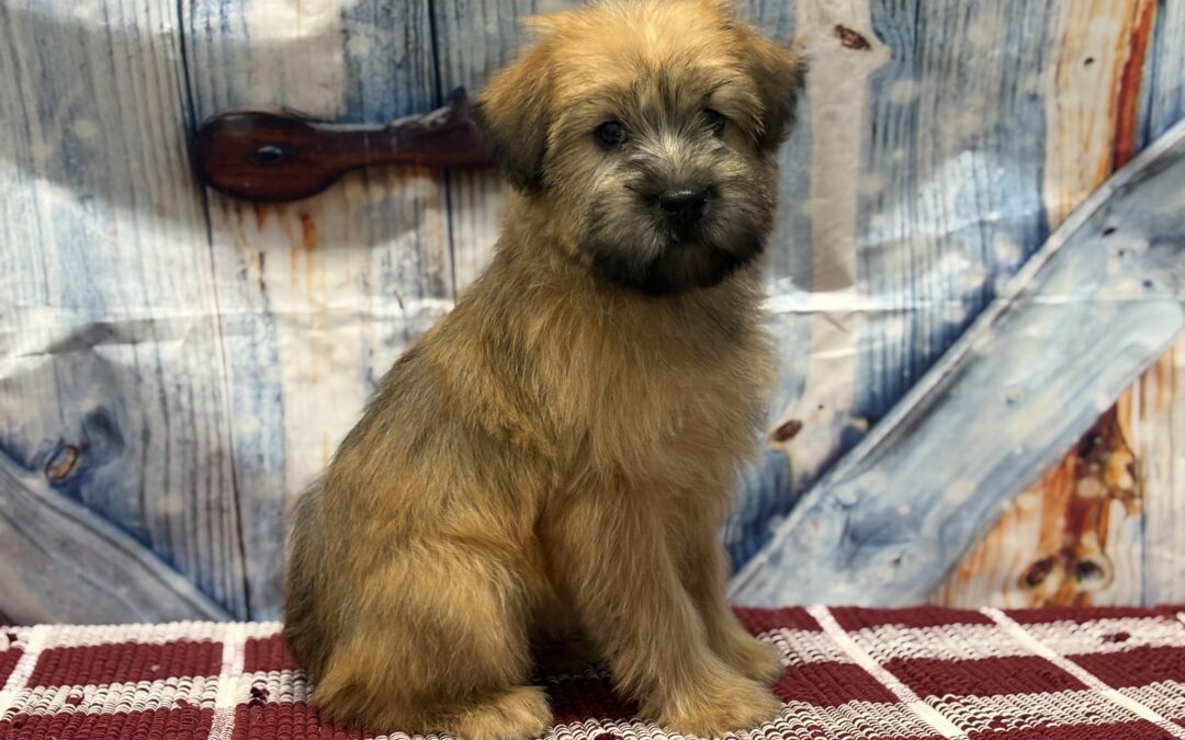 FEMALE SOFT COATED WHEATEN TERRIER PUPPY