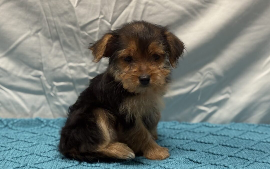 FEMALE YORKSHIRE TERRIER PUPPY