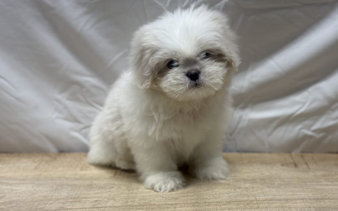 MALE SHIHTZU PUPPY