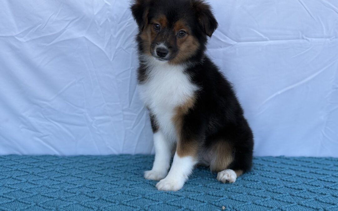FEMALE MINIATURE AUSTRALIAN SHEPHERD PUPPY
