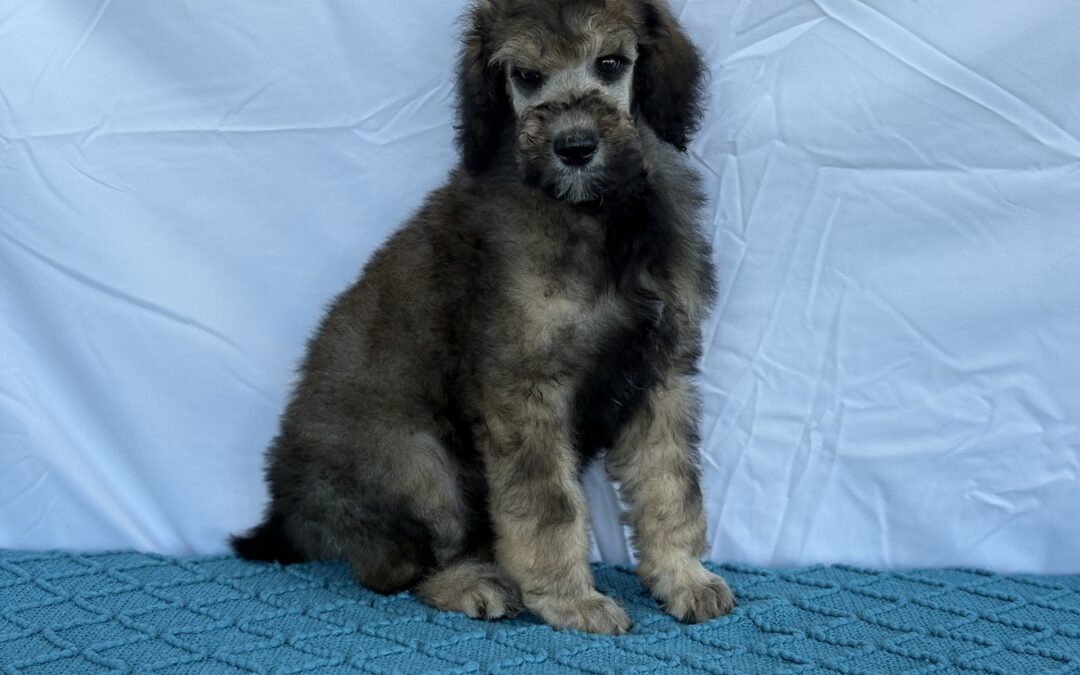 MALE STANDARD POODLE PUPPY