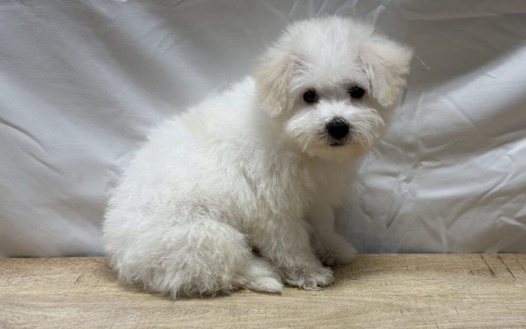 MALE YOCHON PUPPY